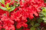 Rhododendron First Editions® Electric Lights Red