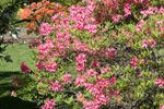 Rhododendron Rosy Lights Azalea-rose