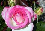 Rose Hybrid Tea Angelic Veil