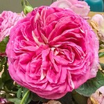 Rose Floribunda Fashion Forward