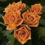 Rose Floribunda Pumpkin Patch