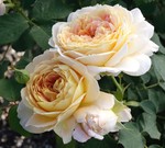 Rose Grandiflora Fun in the Sun