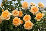 Rose Climbing Golden Opportunity