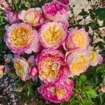 Rose Grandiflora Living the Dream