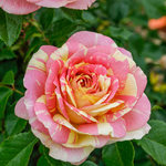 Rose Grandiflora Pop Art