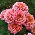 Rose Grandiflora Uptown Girl