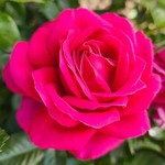 Rose Hybrid Tea Nothing But Class