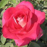 Rose Hybrid Tea Picture Perfect