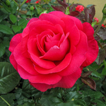 Rose Hybrid Tea In Love Again