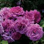 Rose Miniflora Life's Little Pleasures