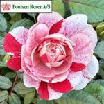 Rose Miniature Parade Meri