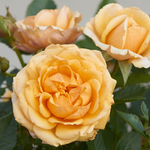 Rose Miniature Parade Radmila