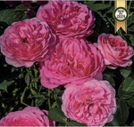 Rose Grandiflora Miss Manners