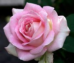 Rose Hybrid Tea Painted Porcelain