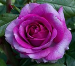 Rose Hybrid Tea Perfume Factory