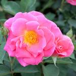 Rose Shrub Pink Freedom