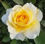 Rose Grandiflora Quest for Zest