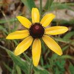 Rudbeckia Black Eyed Susan