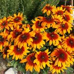 Rudbeckia Cappuccino