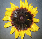 Rudbeckia Chocolate Orange