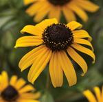 Rudbeckia Goldblitz