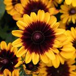 Rudbeckia Pawnee Spirit