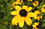 Rudbeckia Triloba Blackjack Gold