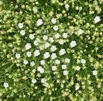 Sagina Pearlwort