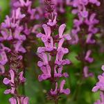 Salvia Marvel Rose