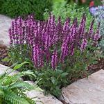 Salvia New Dimension Rose
