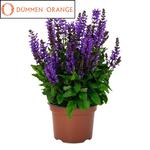 Salvia Noble Knight