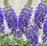 Salvia Sallyrosa April Night