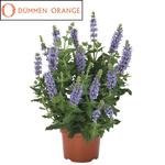 Salvia Salute Ice Blue