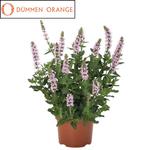 Salvia Salute Light Pink