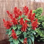 Salvia Splendens Lighthouse Red