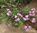 Saponaria  Ocymoides