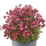 Saxifraga Marto Series Hot Rose