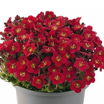 Saxifraga Marto Series Red