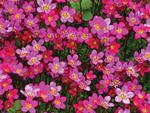 Saxifraga Purple Robe
