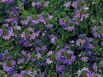 Scaevola Bombay Dark Blue