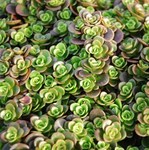 Sedum Tetractinum Coral Reef