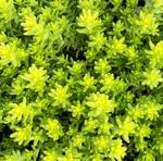 Sedum Acre Aurea