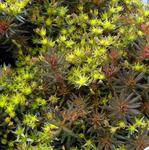 Sedum Chocolate Ball Hokonense