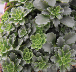 Sedum Weihenstephaner Gold