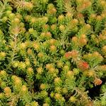 Sedum Golddigger Sexangulare
