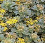 Sedum Kamtschaticum Variegated