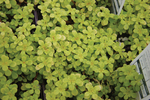 Sedum Makinoi Ogon
