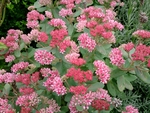 Sedum Maximum Abbeydore