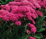 Sedum Maximum Mr. Goodbud