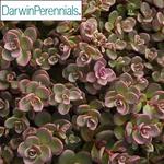 Sedum Shamrock cauticola